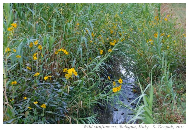 Bologna Wild sun flowers - S. Deepak 2011