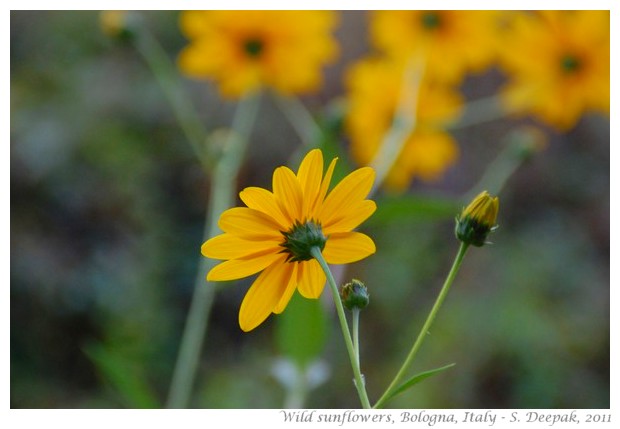 Bologna Wild sun flowers - S. Deepak 2011