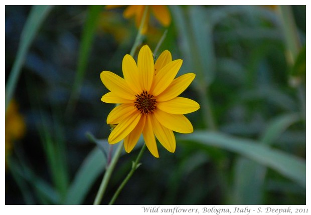 Bologna Wild sun flowers - S. Deepak 2011