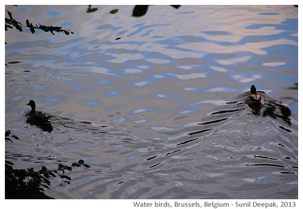 Waterbirds in lake, Brussels, Belgium - images by Sunil Deepak, 2013