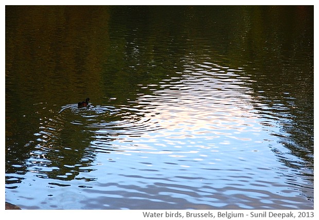 Waterbirds in lake, Brussels, Belgium - images by Sunil Deepak, 2013