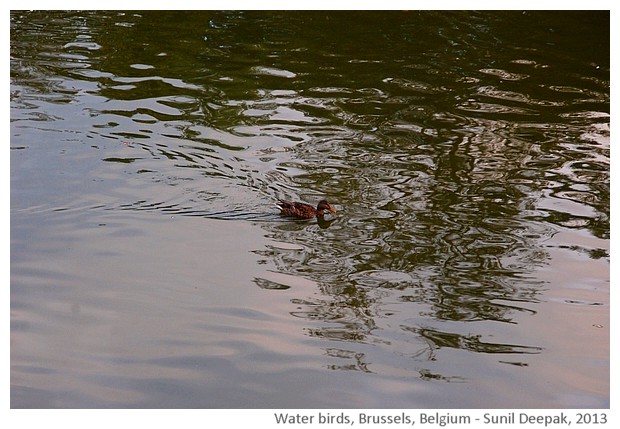 Waterbirds in lake, Brussels, Belgium - images by Sunil Deepak, 2013