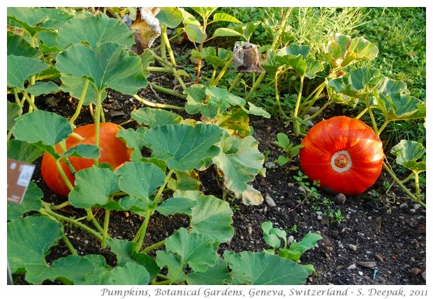 Red pumpkins, Geneva Botanical garden, Switzerland - S. Deepak, 2011