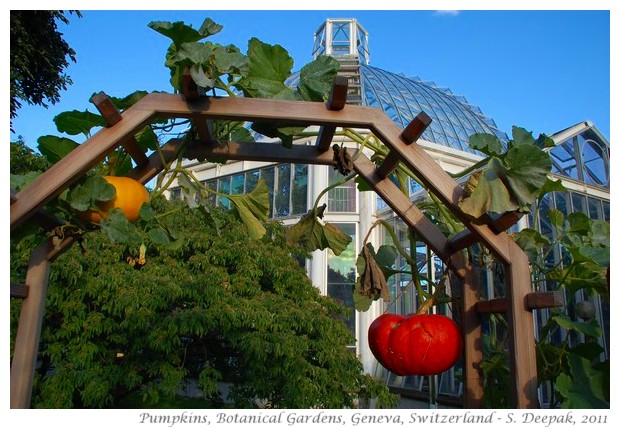 Red pumpkins, Geneva Botanical garden, Switzerland - S. Deepak, 2011