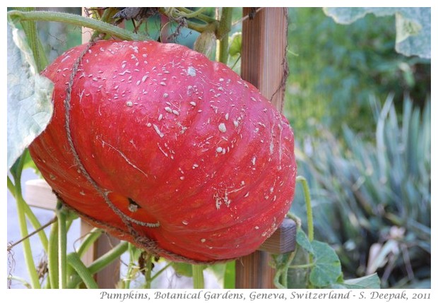 Red pumpkins, Geneva Botanical garden, Switzerland - S. Deepak, 2011