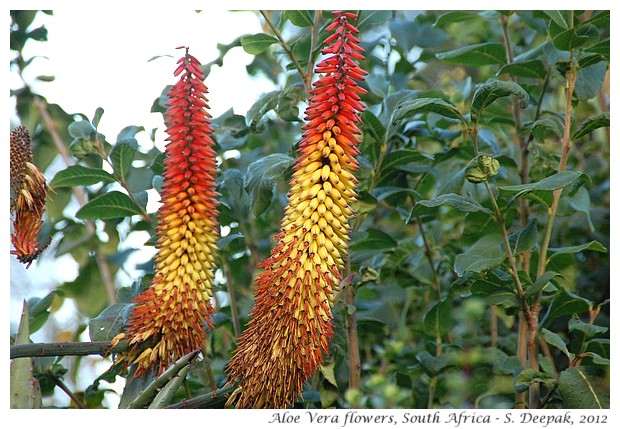 Aloe Vera flower species, South Africa - S. Deepak, 2012