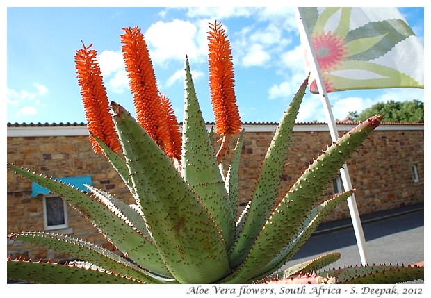 Aloe Vera flower species, South Africa - S. Deepak, 2012