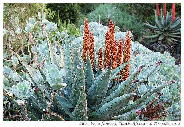 Aloe Vera flower species, South Africa - S. Deepak, 2012