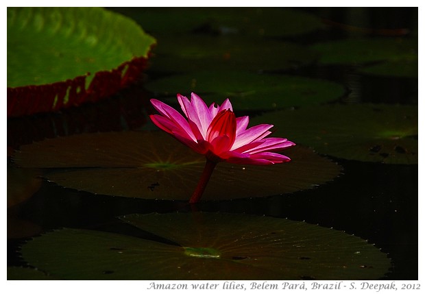 Amazon water lilies, Belem, Parà, Brazil - S. Deepak, 2012