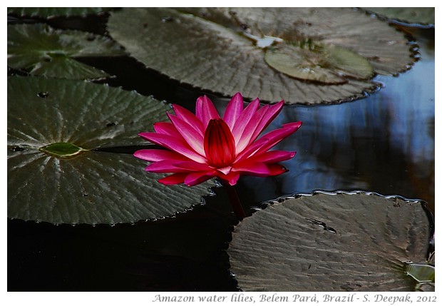 Amazon water lilies, Belem, Parà, Brazil - S. Deepak, 2012