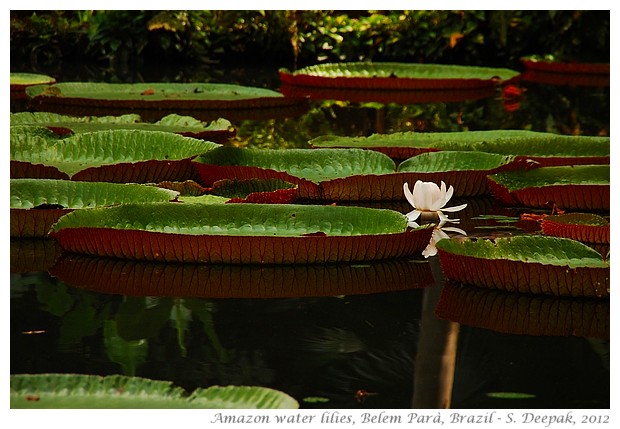 Amazon water lilies, Belem, Parà, Brazil - S. Deepak, 2012