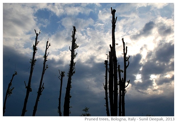 Pruned trees, Bologna, Italy - images by Sunil Deepak, 2013