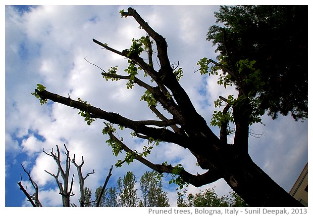 Pruned trees, Bologna, Italy - images by Sunil Deepak, 2013