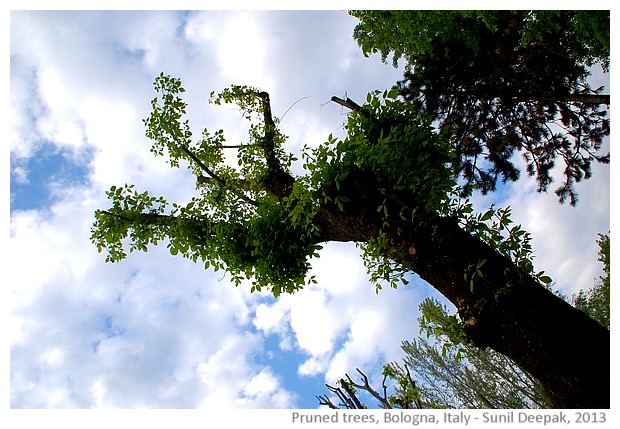 Pruned trees, Bologna, Italy - images by Sunil Deepak, 2013