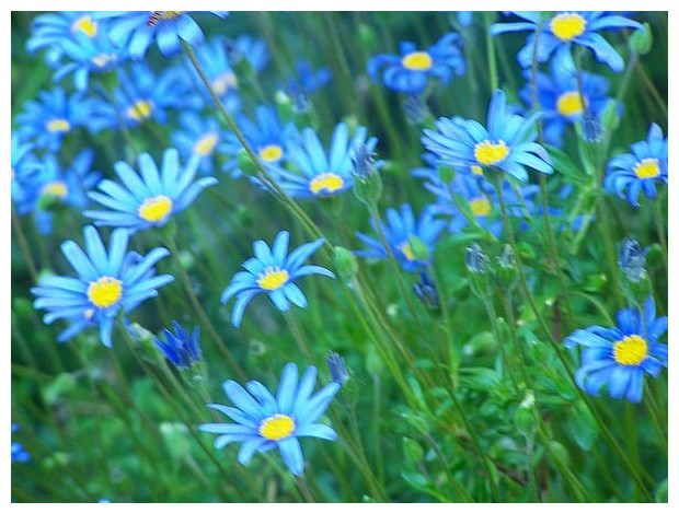 Blue flowers