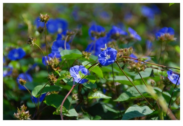 Blue flowers