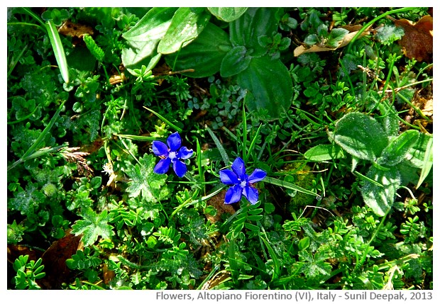 Gentian Blue & other flowers, Italy - Sunil Deepak, 2013