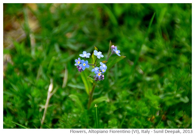 Gentian Blue & other flowers, Italy - Sunil Deepak, 2013