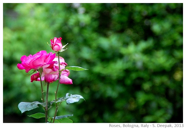 Pink roses, Bologna, Italy - images by Sunil Deepak, 2013