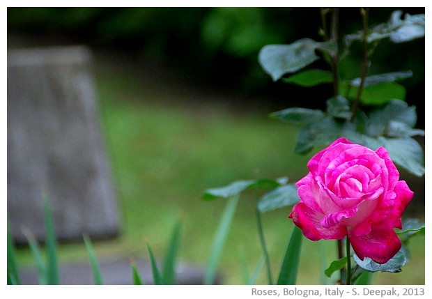 Pink roses, Bologna, Italy - images by Sunil Deepak, 2013