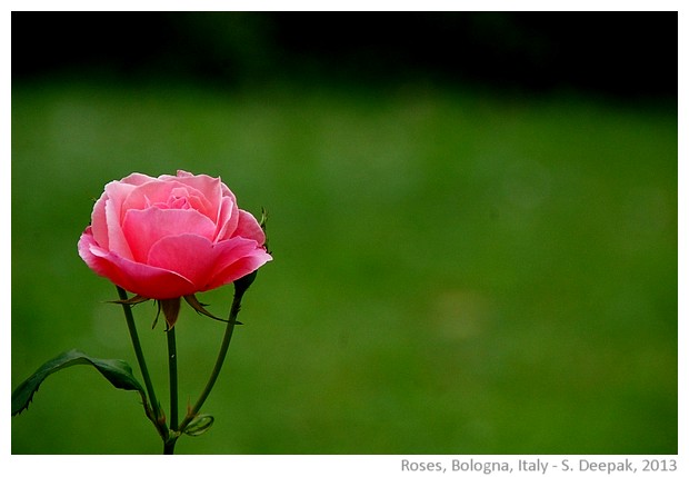 Pink roses, Bologna, Italy - images by Sunil Deepak, 2013