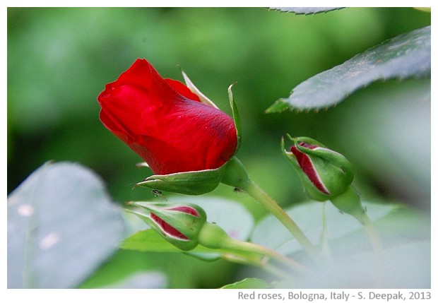 Red roses, Bologna, Italy - S. Deepak, 2013