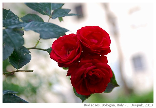 Red roses, Bologna, Italy - S. Deepak, 2013