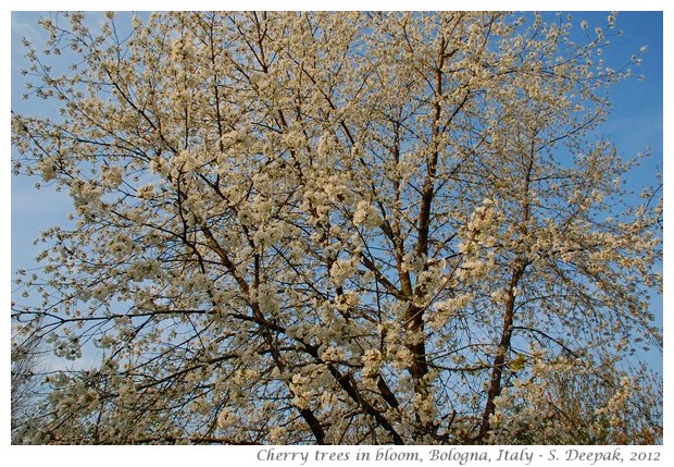Cherry flowers, Bologna, Italy - S. Deepak, 2012
