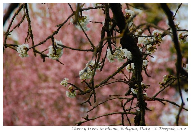 Cherry flowers, Bologna, Italy - S. Deepak, 2012