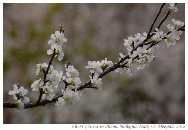 Cherry flowers, Bologna, Italy - S. Deepak, 2012