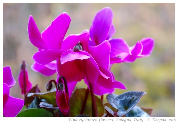 Pink cyclamen flowers, Bologna - S. Deepak, 2011