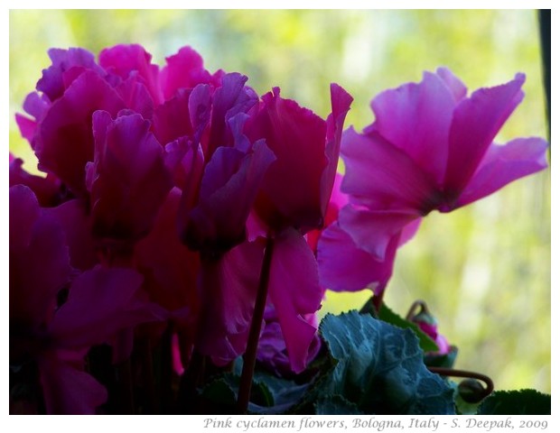 Pink cyclamen flowers, Bologna - S. Deepak, 2011