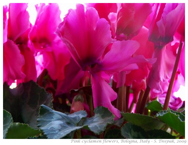 Pink cyclamen flowers, Bologna - S. Deepak, 2011