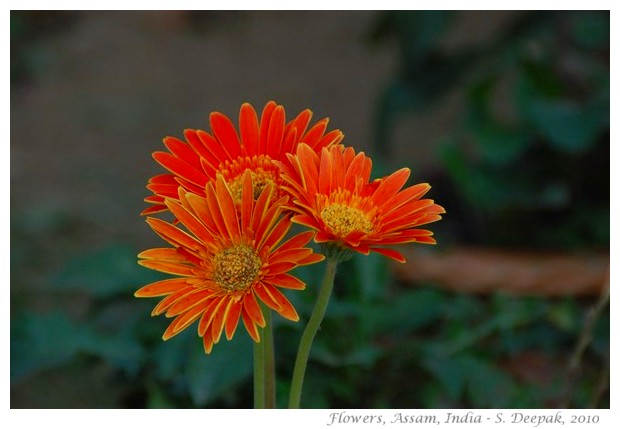 Flowers, Boko, Assam India - images by S. Deepak