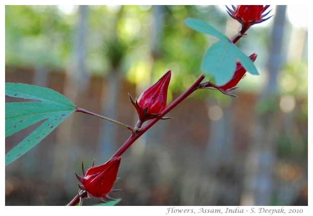 Flowers, Boko, Assam India - images by S. Deepak