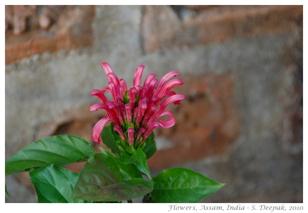 Flowers, Boko, Assam India - images by S. Deepak