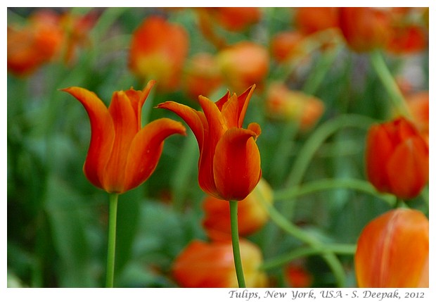 Tulips, New York, USA - S. Deepak, 2012