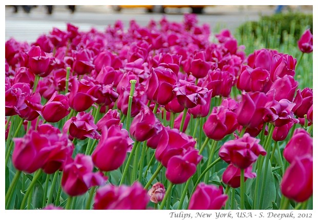 Tulips, New York, USA - S. Deepak, 2012