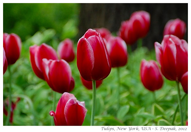 Tulips, New York, USA - S. Deepak, 2012