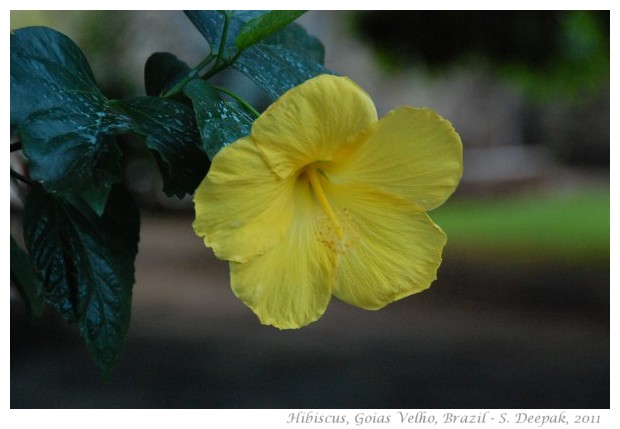 Hibiscus flowers in different colours - images by S. Deepak