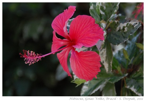 Hibiscus flowers in different colours - images by S. Deepak