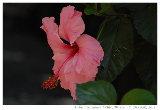 Hibiscus flowers in different colours - images by S. Deepak