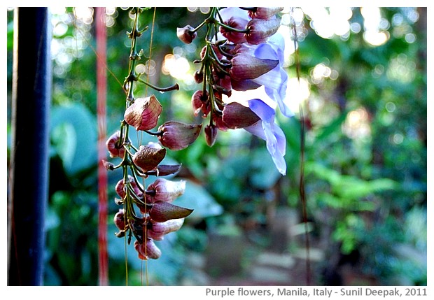 Purple flowers, Manila, Philippines - images by Sunil Deepak, 2011