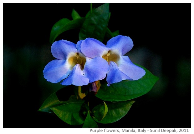 Purple flowers, Manila, Philippines - images by Sunil Deepak, 2011