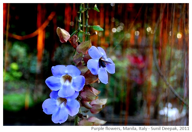 Purple flowers, Manila, Philippines - images by Sunil Deepak, 2011