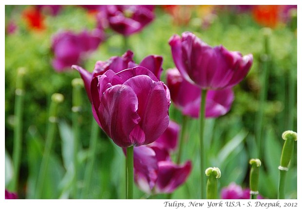 Purple & blood red tulips, New York