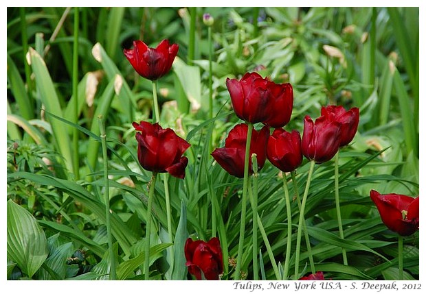 Purple & blood red tulips, New York