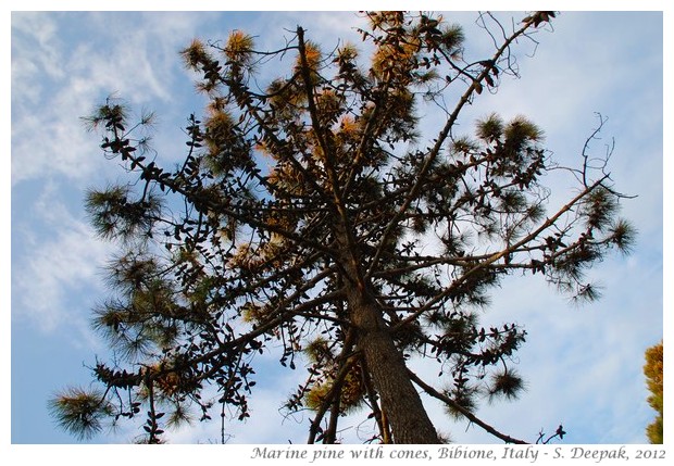 Cones on Marine Pine tree, Bibione, Italy - S. Deepak, 2012 