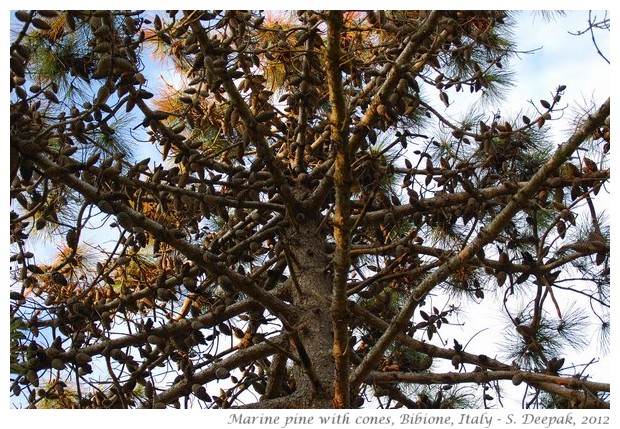 Cones on Marine Pine tree, Bibione, Italy - S. Deepak, 2012 
