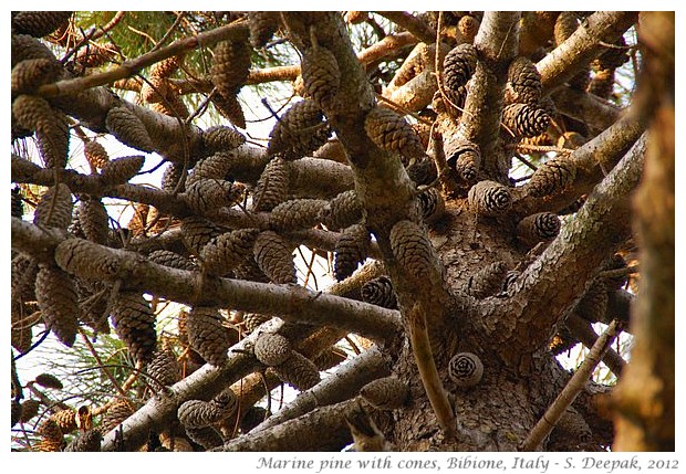 Cones on Marine Pine tree, Bibione, Italy - S. Deepak, 2012 